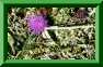 Cirsium acaule