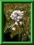 cardamines