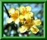 draba aizoides