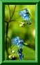 Myosotis ramosissima