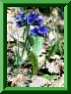 Pulmonaria