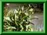 Symphytum