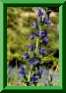 Echium vulgaris