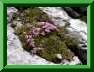 S. acaule
