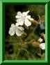 Compagnon blanc