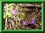 Campanula patula ssp. costae