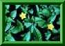 Lysimachia nemorum