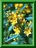 Lysimachia