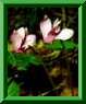 Cyclamen