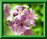 Primula
