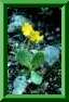 primula auricules
