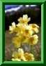 Primula elatior
