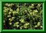 Alchemilla