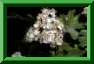 Crataegus monogyna