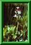 Menyanthes trifoliata, trèfle d'eau