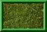 Galium