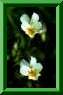 Viola arvensis