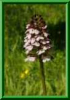 Orchis purpurea