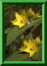 Lysimachia punctata