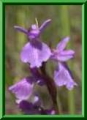 Anacamptis palustris