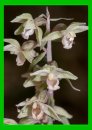 Epipactis purpurata