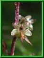 neottia cordata