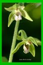 Epipactis neglecta