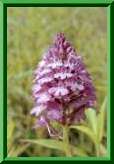 Anacamptis