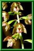 Epipactids