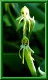 habenaria