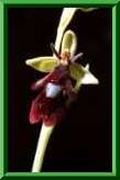 Ophrys