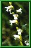 Spiranthes