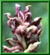 Anacamptis coriophora