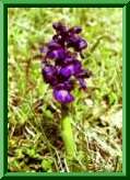 Anacamptis bouffon