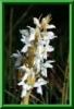 Dactylorhiza