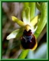 Ophrys araneola