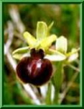 Ophrys sphegodes