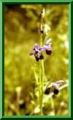 Ophrys elatior