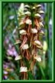 Orchis anthropophora