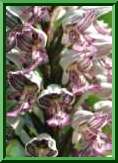 Orchis militaris