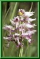 Orchis simia