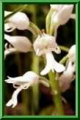 Orchis militaris f. albiflora