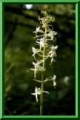 Platanthera bifolia