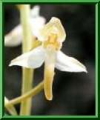 Platanthera chlorantha 