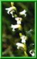 Spiranthes aestivalis