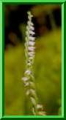 Spiranthes spiralis