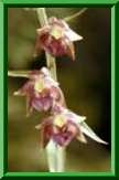 Epipactis atrorubens