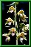 Epipactis muelleri