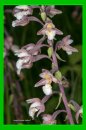 Epipactis palustris