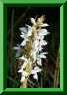 Dactylorhiza<br> incarnat